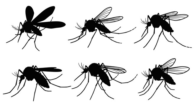 Six black silhouettes of mosquitoes captured in various poses, illustrating their flight and resting positions.