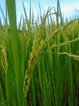 Close-up of Green Rice Paddy Grains Growing in a Field with Blue Sky Background