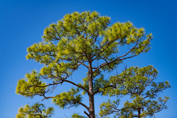 Slash pine tree in forest. Needle coniferous tree. Pine needle slash tree in nature. Green fir slash pine. Pine with needle © be free
