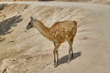 Fototapeta premium Guanaco walking alone along dusty road in wildlife reserve