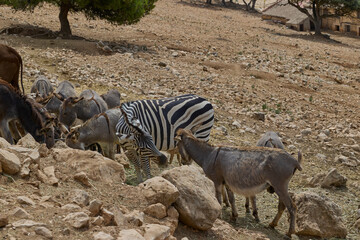 Obraz premium Zebra and donkeys feeding together in rocky safari park habitat