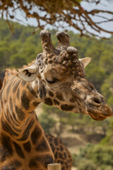 Detailed profile portrait of giraffe with blurred forest background © Anna Baranova