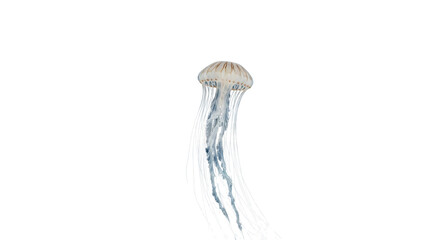 Delicate jellyfish with long tentacles gracefully drifting in clear blue ocean water © Sapphire