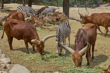 Obraz premium Mixed herd of Watusi cattle zebras antelope and donkeys feeding in safari park