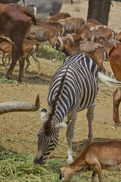 Mixed herd of Watusi cattle zebras antelope and donkeys feeding in safari park