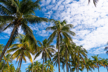 Fototapeta premium Exotic summer nature. Palm tree. Summer vacation in Miami south beach, Florida. Palm tree of California. Tropical beach in Miami. Tropical outdoor scene with palm tree. Tropical summer vacation