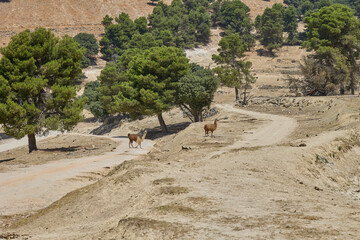 Fototapeta premium Two llamas standing on a dusty road in a wildlife safari park