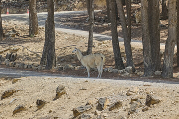 Fototapeta premium White llama standing in dry rocky terrain near forest road