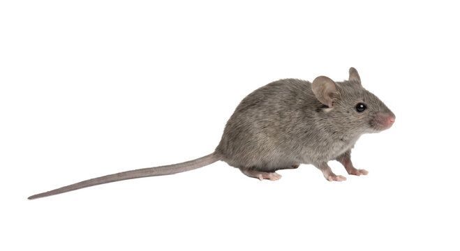 A small gray mouse with a long tail stands on a white background