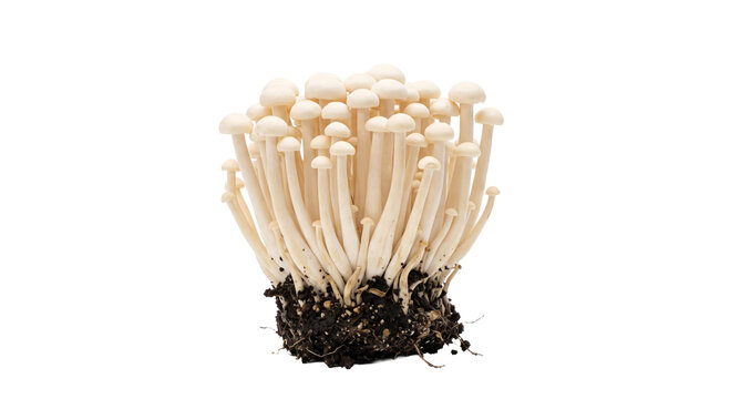 Cluster of white enoki mushrooms with roots and soil on a white background