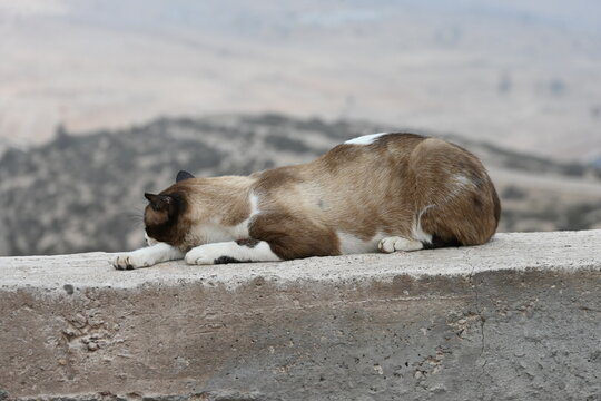 cat on a wall