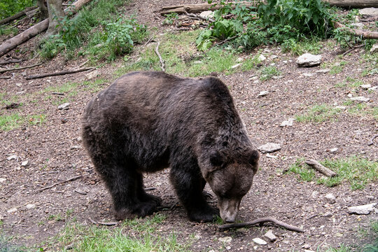 Ein Braunb&auml;r auf Nahrungssuche - Braunb&auml;ren   verf&uuml;gen &uuml;ber einen sieben mal st&auml;rkeren Geruchssinn als Hunde oder W&ouml;lfe