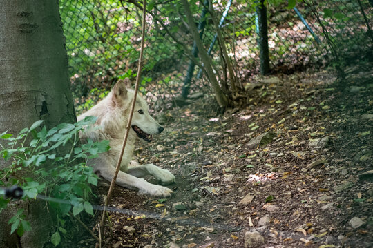 Ein wei&szlig;er  Wolf im B&auml;renpark von Worbis, Th&uuml;ringen - In dem Park werden Tiere aufgenommen, die nicht mehr in der Lage w&auml;ren , in der Wildnis zu &uuml;berleben