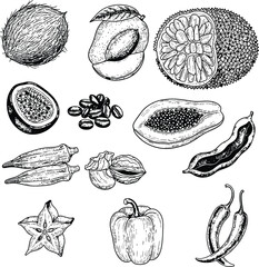 Hand drawn exotic fruits and vegetables sketch set