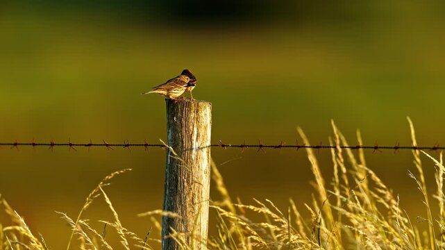 Two small meadow pipit birds perching together on wooden fence post in beautiful golden hour evening light.