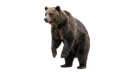A large brown bear stands on its hind legs, looking to the left © Sapphire