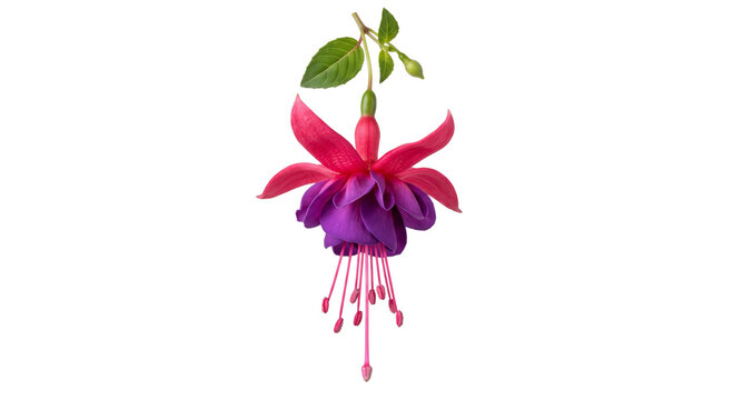 Vibrant fuchsia flower with delicate petals and hanging stamens on a white background