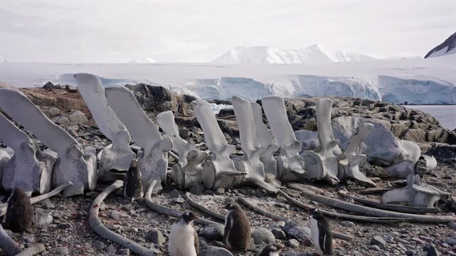 Whale Skeleton Surrounded By Penguins On Rocky Shore