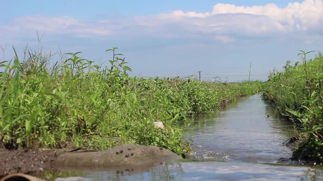 夏の田んぼと水路