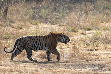 Bengal tiger walking across open dry grassland. Bandhavgarh National Park Madhya Pradesh India. © TheStorygrapher
