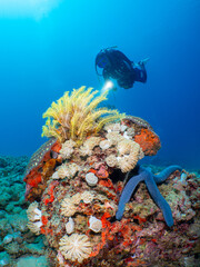 Diver with Reef © Jordi