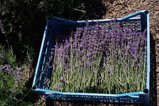 Freshly cut lavender stems neatly arranged in a blue plastic basket outdoors. The basket is filled with vibrant purple flowers, ready for drying or further processing.