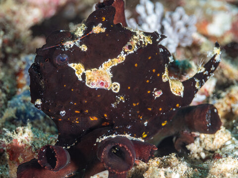 Black Frogfish