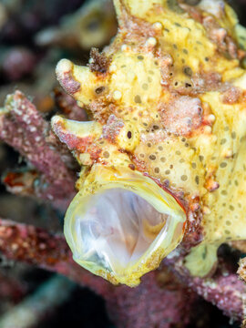Yawning Yellow Frogfish