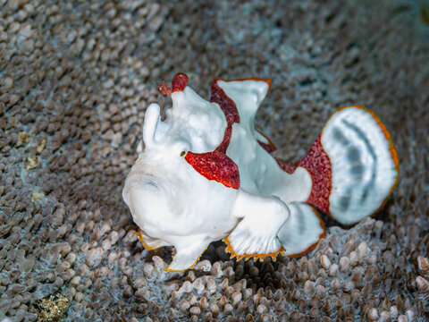 Painted Frogfish