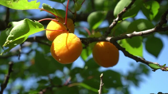 apricots hang on a tree branch illuminated by sunlight, with green leaves surrounding them. The image captures the ripe and vibrant appearance of the fruit