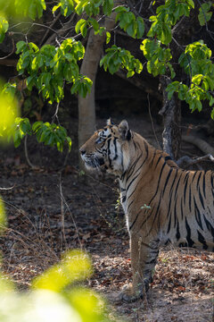 Bengal tiger standing beneath a tree looking upward. Bandhavgarh National Park Madhya Pradesh India.