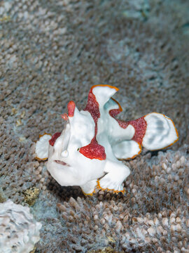 Painted Frogfish