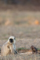 Gray langur mother watches her infant on open dry grassland at dusk. Bandhavgarh National Park Madhya Pradesh India. © theStorygrapher