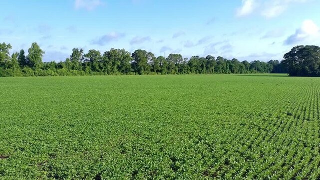 Aerial A 15 second aerial video from a drone flying diagonally across a local soybean field towards a stand of green trees.
