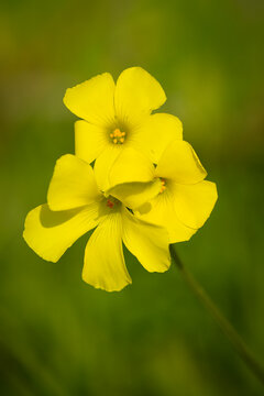 A Sourgrass Flower