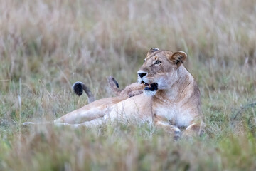 A lioness rests in tall grass in soft evening. Masai Mara National Reserve Kenya. © TheStorygrapher