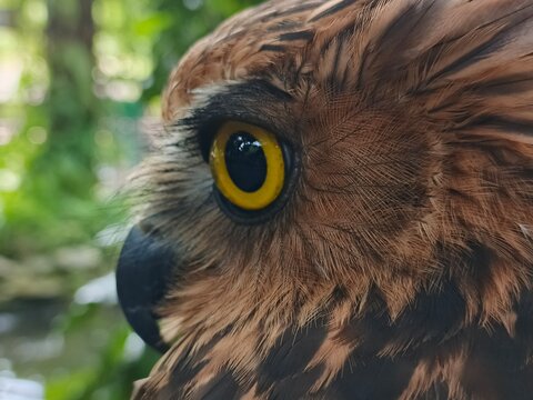 Owls' eyes are not spherical and cannot move. To see their surroundings, they rotate their heads up to 270 degrees. They also have three eyelids for various functions and excellent night vision.