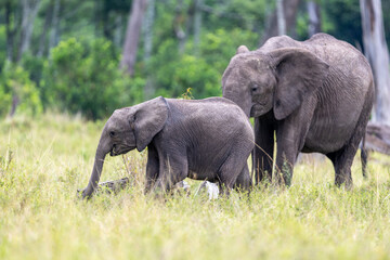 An african elephant and its calf graze together in lush grassland. Masai Mara National Reserve Kenya. © TheStorygrapher
