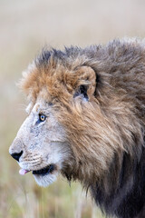 Close-up profile portrait of a maned male lion with its tongue out. Masai Mara National Reserve Kenya. © TheStorygrapher