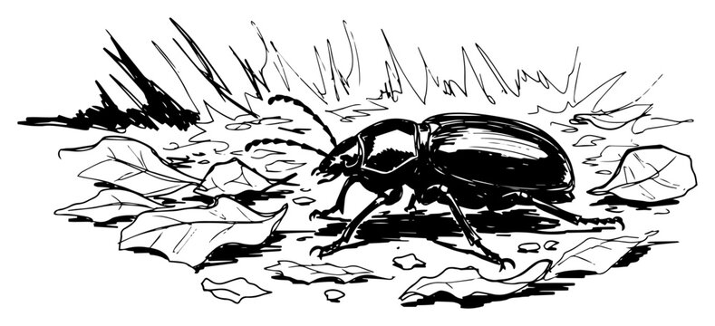 Beetle crawling among fallen leaves illustration forest floor insect nature sketch ground beetle wildlife art hand drawn black and white vector
