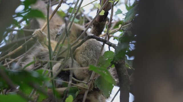 Female black-and-gold howler monkey rests with her baby among dense branches and green leaves, offering an intimate wildlife behavior moment in the forest canopy.