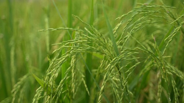 When the paddy ripens, the entire agricultural field turns yellow. That is why paddy is called the 'golden crop'.
