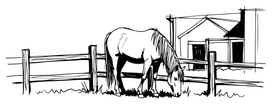 Horse grazing in paddock illustration farm animal at wooden fence near stable sketch rural equestrian ranch scene black and white vector