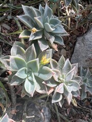 Fototapeta premium Soft succulent rosettes with pastel leaves growing among stones in sunny desert botanical garden setting