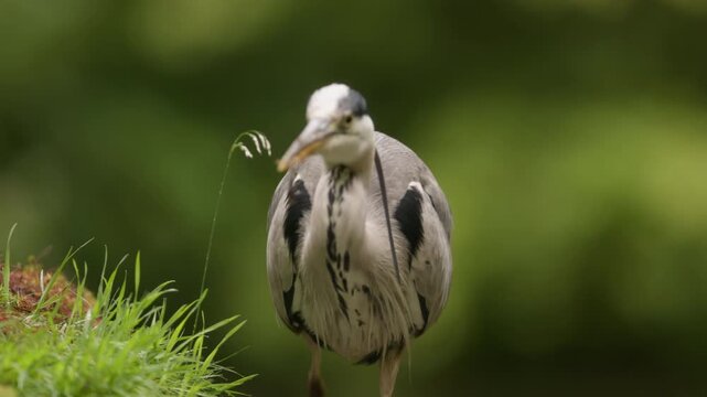 Grey Heron walks with squirming tadpole in sharp bill after successful hunt