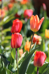 Fototapeta premium Garden full of bright red, orange and yellow tulips in a closeup. Tulip field located in botanical garden of Gothenburg, Sweden (SVE: Botaniska Trädgården Göteborg). Photographed during a sunny spring