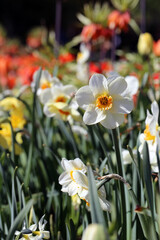 Obraz premium White daffodil aka narcissus flower and tulips. photographed in the Botanical Garden of Gothenburg, Sweden (SVE: Botaniska Trädgården Göteborg). Closeup color image. Spring and Easter theme flowers.