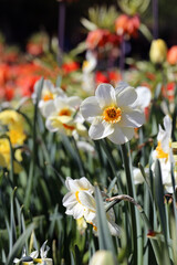 Fototapeta premium White daffodil aka narcissus flower and tulips. photographed in the Botanical Garden of Gothenburg, Sweden (SVE: Botaniska Trädgården Göteborg). Closeup color image. Spring and Easter theme flowers.