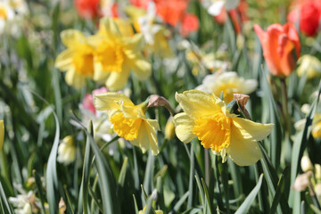 Obraz premium Yellow daffodil aka narcissus flower photographed in the Botanical Garden of Gothenburg, Sweden (SVE: Botaniska Trädgården Göteborg). Closeup nature color image. Spring and Easter theme flower.