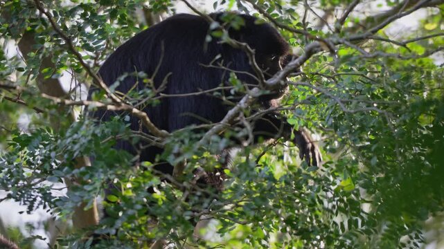 Adult male black howler monkey with dark fur feeds among dense green leaves high in the forest canopy, useful for wildlife behavior and South American biodiversity stories.